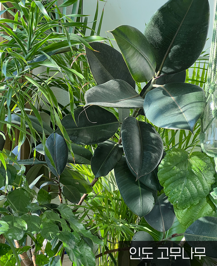베란다 월동 가능한 식물 VS 실내에서 키워야 하는 식물