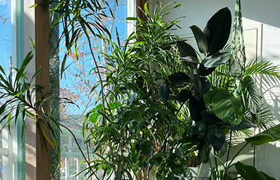 베란다 월동 가능한 식물 VS 실내에서 키워야 하는 식물
